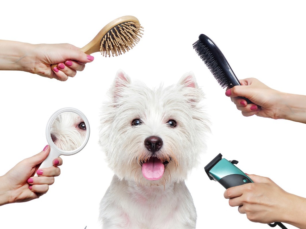 Swell Pet Supply Plus